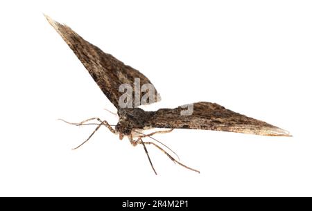 Singolo Alcis repandata moth che vola su sfondo bianco Foto Stock