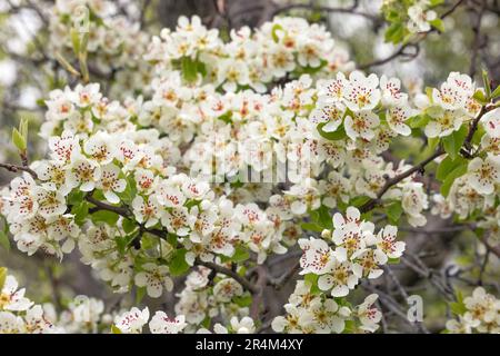 Un ramo di pera coperto di fiori su uno sfondo sfocato di verde giardino all'inizio della primavera. Foto Stock