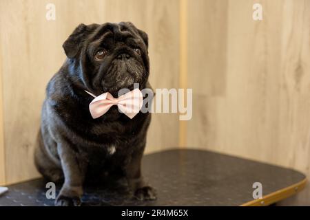 Cane Pug nero seduto sul tavolo per la cura del corpo. pug nero in cravatta ad arco. cane dopo il grooming Foto Stock