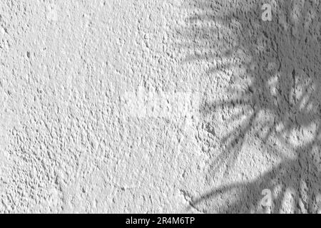 Sfondo bianco parete in gesso con foglie di palma ombra. Rendering 3D. Foto Stock