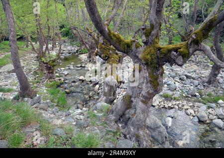 Grecia, Tessaglia, Larisa, Elassona Flampouro Village antiche rovine del mulino ad acqua e fiume Foto Stock