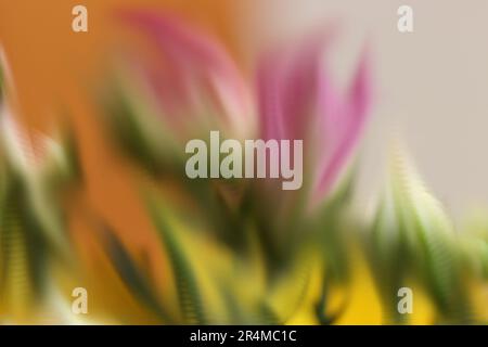 Immagine sfocata di alcuni fiori. Per lo sfondo astratto o la trama. Colori rosa e arancione. Bella vista. Sensazione di gioia. Foto Stock