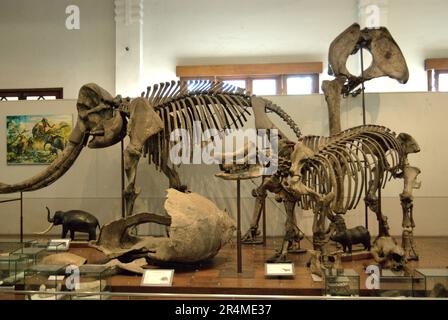 Mostra di megafauna estinta ricostruita al Museo Geologi (Museo di Geologia) a Bandung, Giava Occidentale, Indonesia. Foto Stock