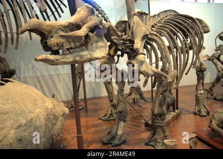 Mostra di megafauna estinta ricostruita al Museo Geologi (Museo di Geologia) a Bandung, Giava Occidentale, Indonesia. Foto Stock