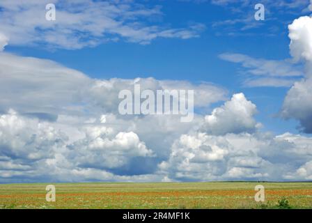 Penisola di Crimea. Il cielo sopra il campo fiorito Foto Stock