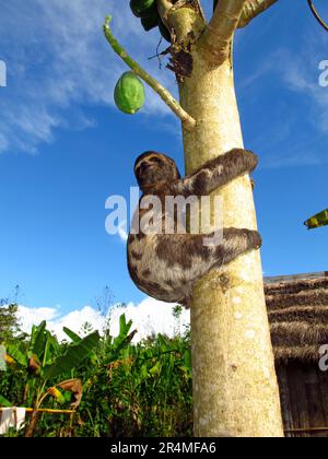 Sloth sul fiume Amazzonia, Perù in Sud America Foto Stock