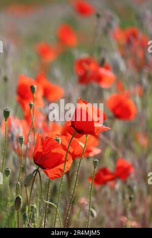 I fiori del Poppy sway nel vento Foto Stock