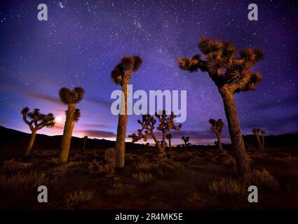 Gli alberi di Joshua dipinti a luce fotografati sotto la Via Lattea, la luna e il crepuscolo si illuminano nella Valle della morte. La luna nuova appare piena e si può ancora vedere il crepuscolo bagliore in questo ex Foto Stock