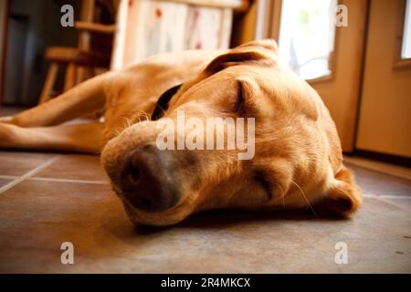 Un cane esausto dorme su un piano cucina dopo una giornata di nuoto in un lago del Montana. Foto Stock