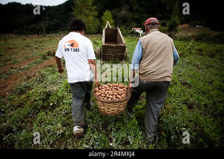 Gli agricoltori tornano a lavorare nei campi di patate dopo il recente devastante terremoto in Cile. Foto Stock