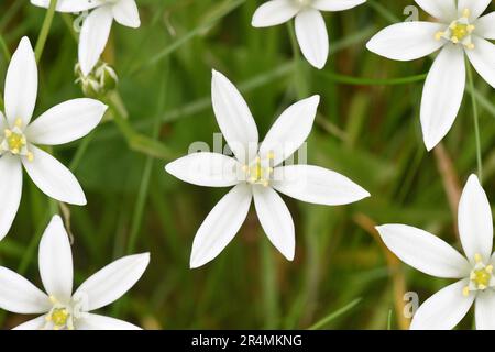 Stella di Betlemme - Ornithogalum angustifolium Foto Stock