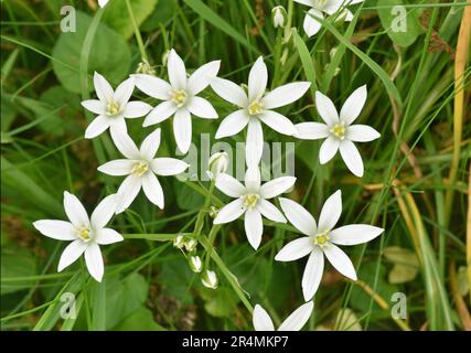 Stella di Betlemme - Ornithogalum angustifolium Foto Stock