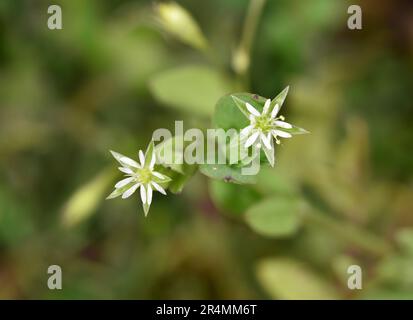 Palude Stitchwort - Stellaria alsine Foto Stock