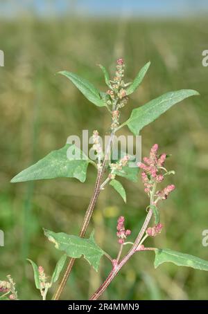 Spear-lasciava Orache - Atriplex prostrata Foto Stock