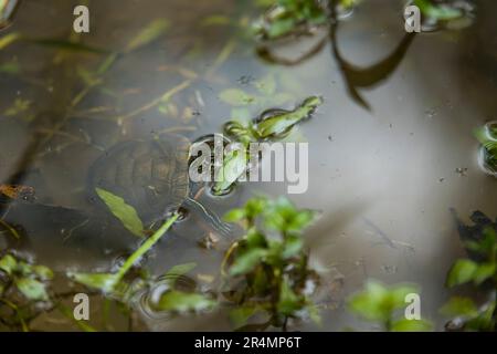 La tartaruga dipinta occidentale schiaccia la testa fuori da uno stagno di palude. Foto Stock