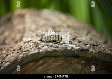 Tartaruga dipinta occidentale che si basa su un tronco Foto Stock