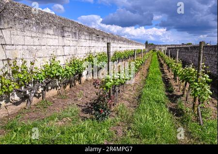 Le Clos d'Entre les Murs è un vigneto unico, concepito da Antoine Christal nel 1894 vicino Saumur, nella Val de Loire. Francia Foto Stock