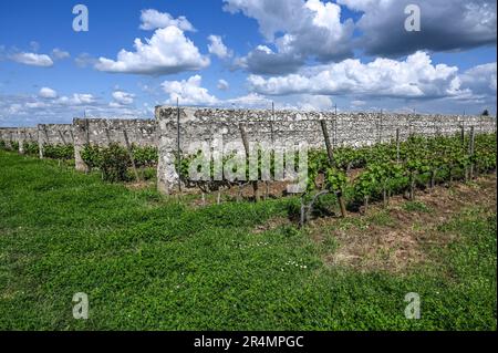 Le Clos d'Entre les Murs è un vigneto unico, concepito da Antoine Christal nel 1894 vicino Saumur, nella Val de Loire. Francia Foto Stock