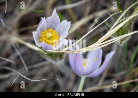 Un fiore viola cresce tra l'erba nei prati del North Dakota. Foto Stock