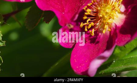 Bella rosa rossa con stamen giallo. Ideale per le api. Primo piano. Foto Stock