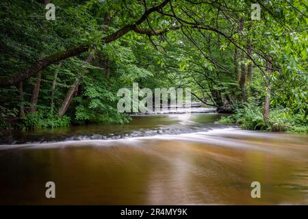 Riserva naturale Cascades sul fiume Tanew (Szumy nad Tanwią), Roztocze, Polonia. Fiume che scorre attraverso la foresta verde in estate. Foto Stock