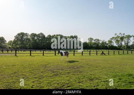 Bellissimo cavallo macchiato sul paddock.Afternoon luce del sole. Cielo blu chiaro. Foto Stock