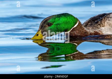 Un'anatra drake mallard, Anas platyrhynchos, si nutre delle acque del lago Michigan a Grand Haven Foto Stock