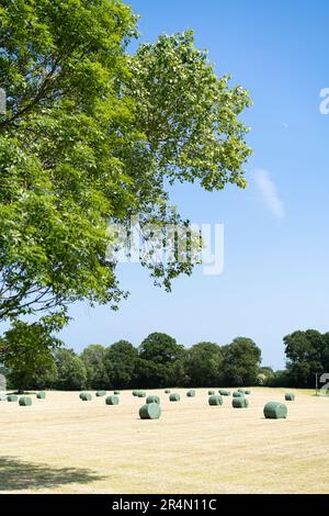 Balle di paglia rivestite in plastica nella campagna, vicino a Petersfield, Hampshire, il giorno estivo Foto Stock