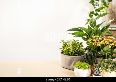 Scena con piante verdi in casa sul tavolo in camera, copia spazio Foto Stock