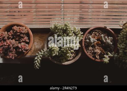 allineate piante succulente Foto Stock