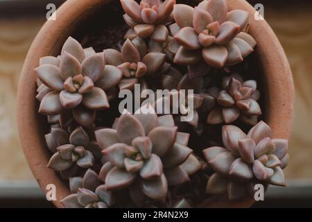 flatlay di piante succulente Foto Stock