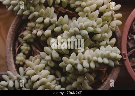 strato di fiamma di piante succulente Foto Stock