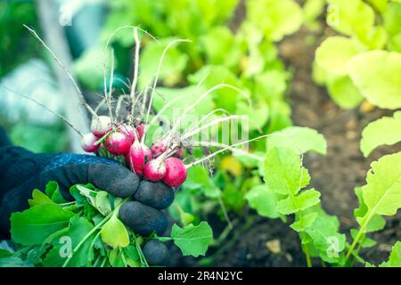 Il contadino tiene in mano un fresco ravanello rosso sullo sfondo di un letto da giardino Foto Stock