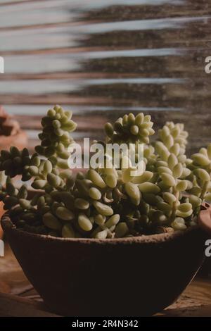 succulenta esposizione al sole delle piante Foto Stock