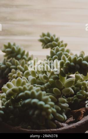 pianta succulenta verticale Foto Stock