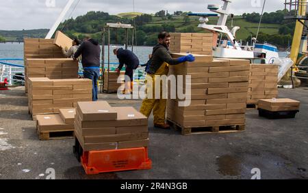 Keelbeg, West Cork, Irlanda. Lunedì 29th maggio 2023 questo nuovo sbarco di gamberi questa mattina al molo di Keelbeg viene classificato sul molo prima di essere caricato in autocarri refrigerati ed esportato direttamente in Italia. Parte del settore della pesca irlandese contribuisce alla scelta degli acquirenti per i tavoli europei. Credit apperspective/Alamy Live News Foto Stock