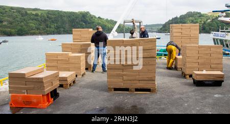 Keelbeg, West Cork, Irlanda. Lunedì 29th maggio 2023 questo nuovo sbarco di gamberi questa mattina al molo di Keelbeg viene classificato sul molo prima di essere caricato in autocarri refrigerati ed esportato direttamente in Italia. Parte del settore della pesca irlandese contribuisce alla scelta degli acquirenti per i tavoli europei. Credit apperspective/Alamy Live News Foto Stock