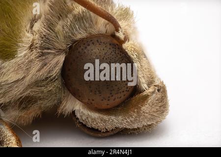 Macro fotografia di Head of Army Green Moth o Oleander Hawk-Moth isolato su sfondo bianco. Foto Stock