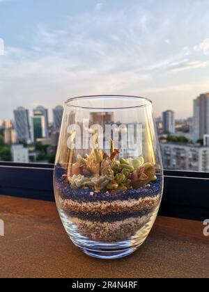Varie piccole piante succulente composizione con colorata sabbia stratificata in un contenitore di vetro con skyline urbano sullo sfondo Foto Stock