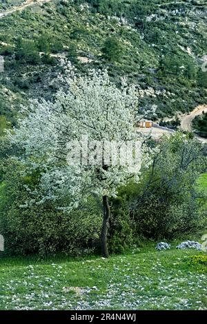 Primavera sulla Via Licia, Saribelen Turchia Foto Stock