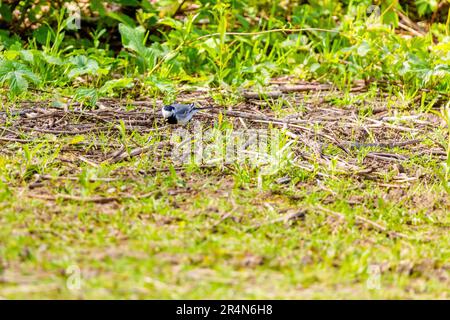 White Wagtail (Motacilla alba) che si aggirano nella natura, uccelli fauna selvatica Foto Stock