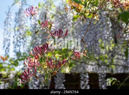 Incredibile rosa limonata honeysuckle climbing pianta che cresce in West Green House giardino in Hampshire, Regno Unito Foto Stock