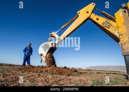 Terreno per la piantagione: Coltivatore che perfora fori con un Digger nel suo campo per gli alberi di mandorle Foto Stock