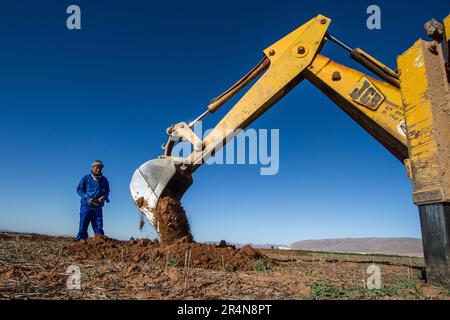 Preparazione del campo: L'agricoltore utilizza l'escavatore per praticare fori per la coltivazione di alberi di mandorle Foto Stock