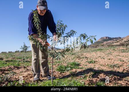 Contadino marocchino nell'atto di Pruning fecondo su un albero di mandorle Foto Stock