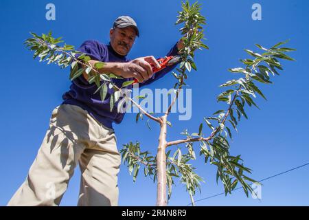 Il contadino marocchino si è impegnato attivamente nel Pruning di un albero di mandorle per una migliore resa di frutta Foto Stock