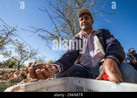 Coltivatore che mostra le mandorle di raccolta da un albero di mandorle Foto Stock