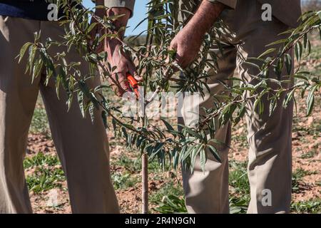 Frutto di un albero di mandorle eseguito da un lavoratore agricolo marocchino Foto Stock