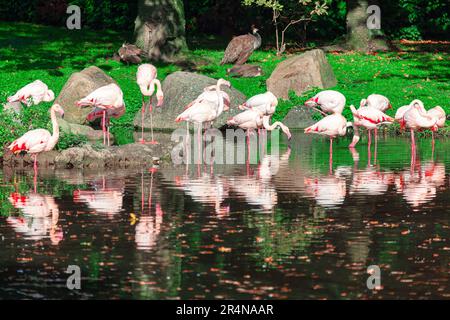 Parco Paradiso con fenicotteri. Uccelli esotici riflessione nel lago . Parco tropicale con fenicotteri Foto Stock