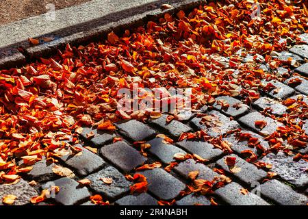 Foglie autunnali sul ciottolo . Caduta foglie sulla strada Foto Stock